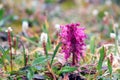 Pink orchid in the swiss alps