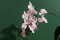 Pink orchid two branches. White purple phalaenopsis buds. Phalaenopsis indoor flower. Flowers on a green background Royalty Free Stock Photo