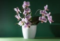 Pink orchid two branches. White purple phalaenopsis buds. Phalaenopsis indoor flower. Flowers on a green background Royalty Free Stock Photo