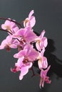 Pink orchid two branches. White purple phalaenopsis buds. Phalaenopsis indoor flower. Flowers on a green background Royalty Free Stock Photo