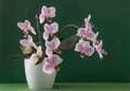 Pink orchid two branches. White purple phalaenopsis buds. Phalaenopsis indoor flower. Flowers on a green background Royalty Free Stock Photo