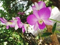 Pink orchid Under the big green tree