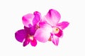 Pink orchid Vanda flower phalaenopsis or falah butterfly. Isolated on white background. Royalty Free Stock Photo