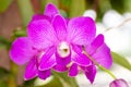 Pink orchid Vanda flower phalaenopsis or falah. known as butterfly orchids. Royalty Free Stock Photo