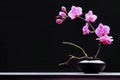 Pink orchid in a vase on a black background. Copy space Royalty Free Stock Photo