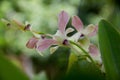 Pink orchid in the warm sunshine. Royalty Free Stock Photo