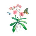 Pink orchid in watercolor on a white background with butterflies. An exotic houseplant. Tropical orchid. Botanical illustration of Royalty Free Stock Photo