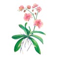 Pink orchid in watercolor on a white background. An exotic house plant. Tropical orchid. Botanical illustration of a flower.