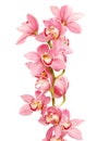 Pink Orchid