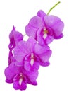 Pink orchid on a white background, clipping path