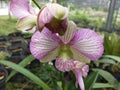 pink orchid with white stripes