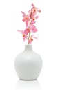 Pink orchid in white vase