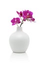 Pink orchid in white vase