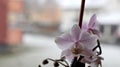 Pink orchid on a windowsill