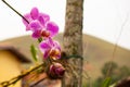 Pink orchidea on a palm tree highlighted with blurred background. Selective focus