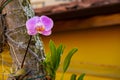 Pink orchidea on a palm tree highlighted with blurred background. Selective focus