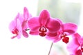 Pink Orchids