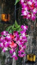 Pink orchids