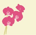 Pink orchids Royalty Free Stock Photo