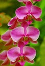 Pink Orchids