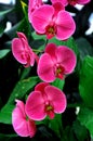 Pink Orchids