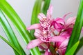 Pink orchids bloom in the spring