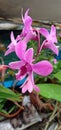 Pink Orchids blooming Royalty Free Stock Photo