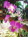 Pink orchids blooming fully Royalty Free Stock Photo