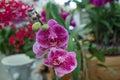 Pink orchids with dark red stripes, grown in greenhouses