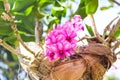 Pink orchids  dendrobium bloom hanging on tree in nature garden outdoor , under view background Royalty Free Stock Photo