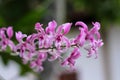 Pink orchids dendrobium  blooming in nature garden outdoor background Royalty Free Stock Photo