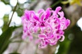 Pink orchids dendrobium blooming with water dropsin nature garden outdoor background Royalty Free Stock Photo