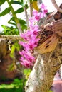 Pink orchids dendrobium hanging on tree in outdoor garden background Royalty Free Stock Photo