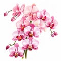 Pink Orchids Dribbble Stock Photo With Realistic Detailing