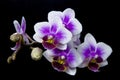Pink orchids with droplets of water and copy space isolated on black Royalty Free Stock Photo