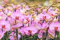 Pink orchids in a Dutch greenhouse Royalty Free Stock Photo