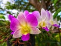 Pink orchids flower, beautiful dendrobium hybrids. Royalty Free Stock Photo