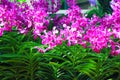 Pink orchids flowers or colorful mokara nora blue branch blooming in garden natue background