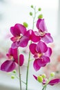 Pink Orchids for interior design