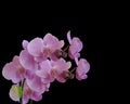 Pink Orchids isolated on black Royalty Free Stock Photo