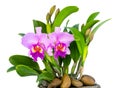 The pink orchids isolated on white background and clipping path. Royalty Free Stock Photo