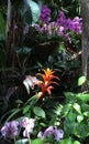 Pink Orchids and Orange Bromeliads in a Garden