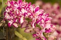 Pink orchids. (rhynchostylis gigantea (lindl.) ridl.