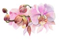 Watercolor flowers. Pink orchids