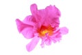 Pink orchids on white background Royalty Free Stock Photo