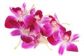 Pink orchis Royalty Free Stock Photo