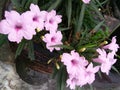 Pink orcid