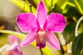 Pink Orcid Flower Royalty Free Stock Photo