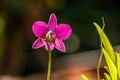 Pink Orcid Flower closup.