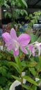 Pink orcid flowers Royalty Free Stock Photo
